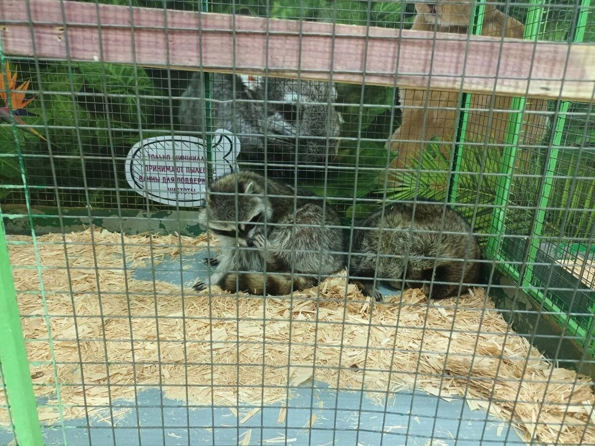     Источник: Прокуратура Красноярского края