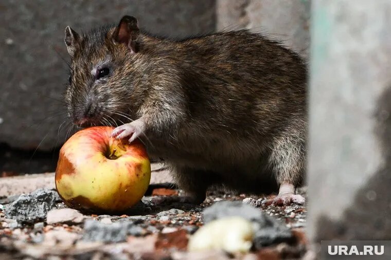 Грызуны доставляют неудобства и сотрудникам, и посетителям зоопарка. Фото: Владимир Жабриков © URA.RU