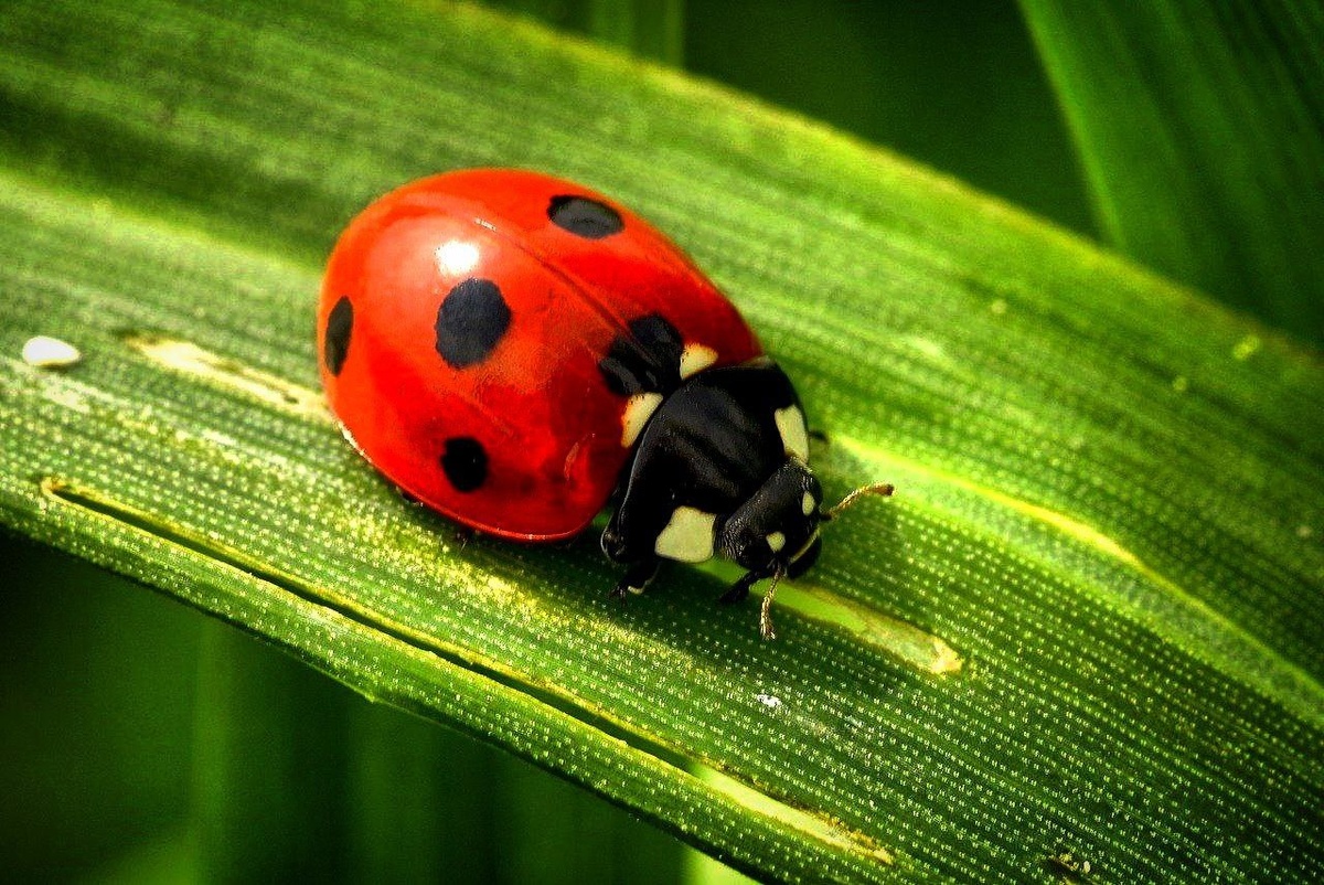 Фото с просторов всемирной паутины.