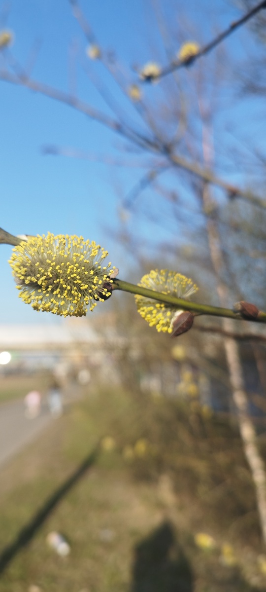 Желтый цвет тоже люблю нежно. 