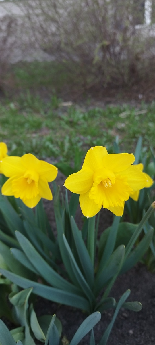 Шикарные нарциссы около подъезда.