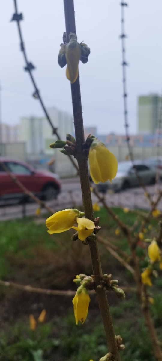 Багульник, если я ничего не путаю.