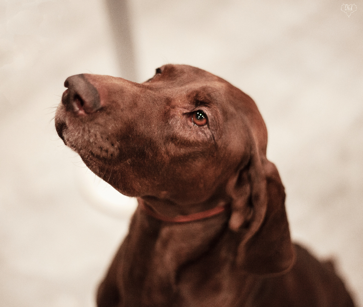 Рая доверяет своему хэндлеру и готова ей помочь!