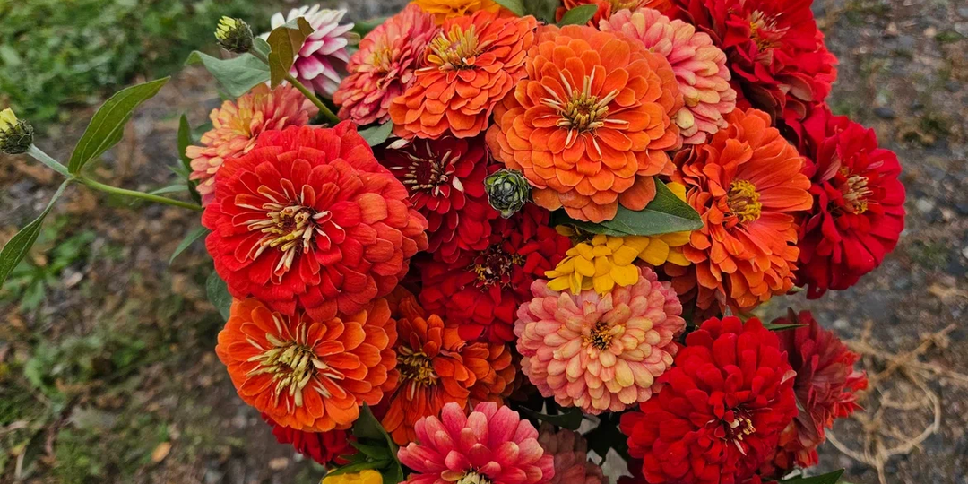 Не успели посеять на рассаду, забыли или просто лень? Сажайте сразу в грунт: 9 цветов, с которыми так можно