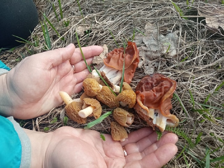    Сморчки более мелкие / Строчки - покрупнее. Фото: Пруфы.рф