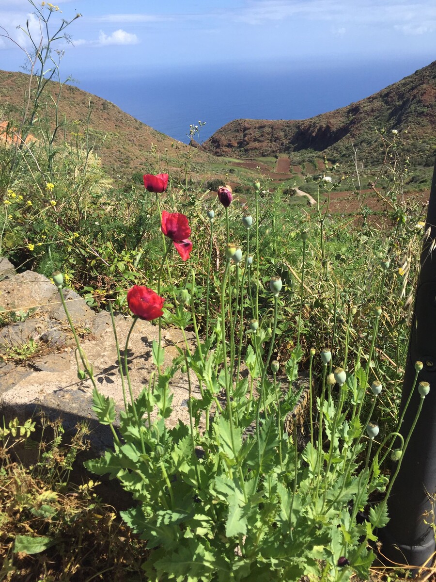 Маки. Тенерифе. Фото автора