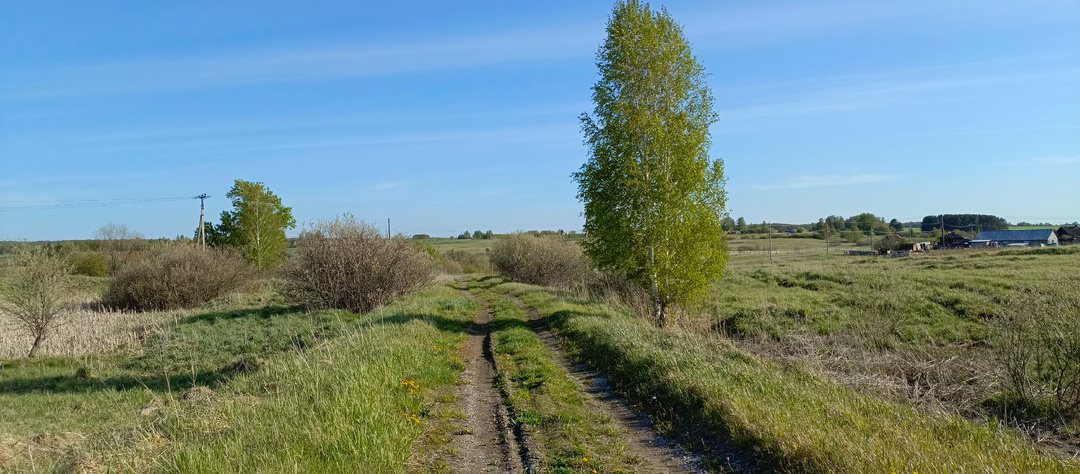 Тайные соседи: почему косули выбирают нашу деревню? Удивительные факты о лесных призраках