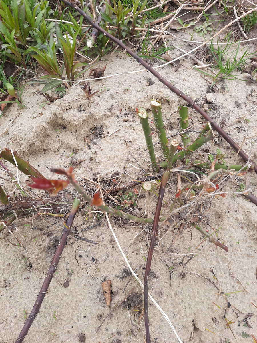 Укоротить. Фото автора 