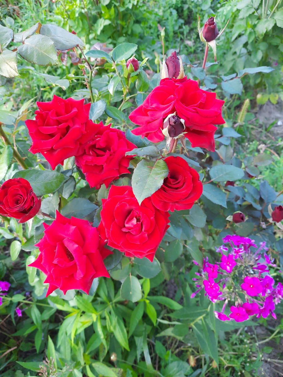 Одна из наших красавиц. Фото автора 