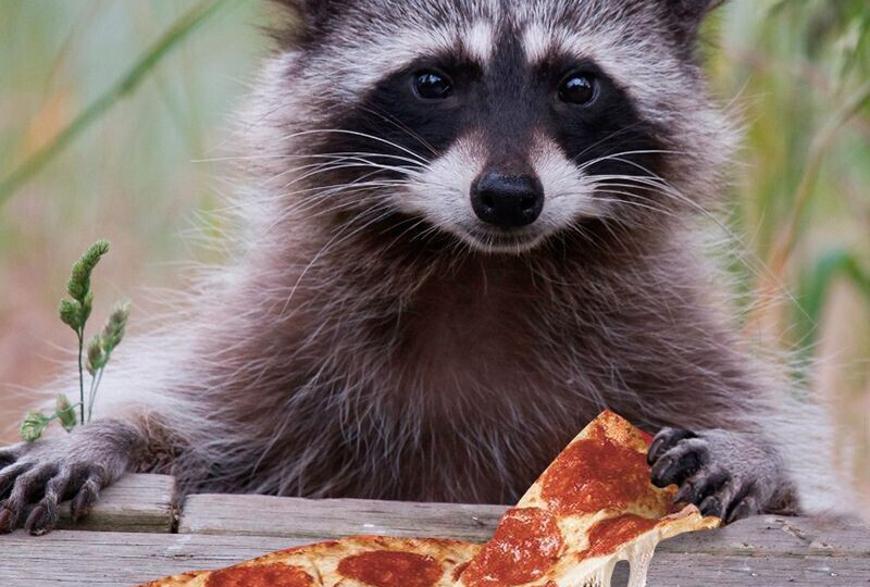 Енот-полоскун - Характеристики, бандита в маске