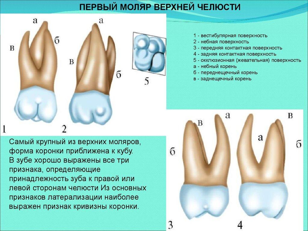 Первый моляр верхней челюсти, «шестерка»