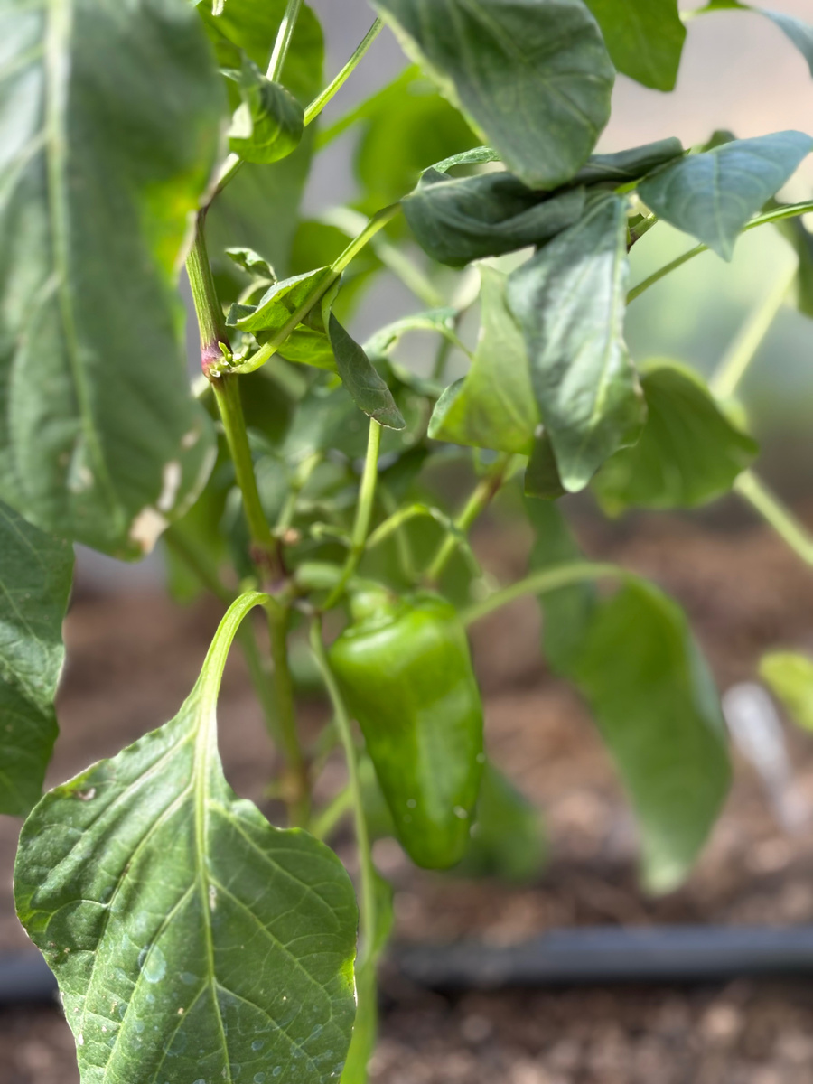 Грустяшка, вынянчили и посадили на жаркое солнышко