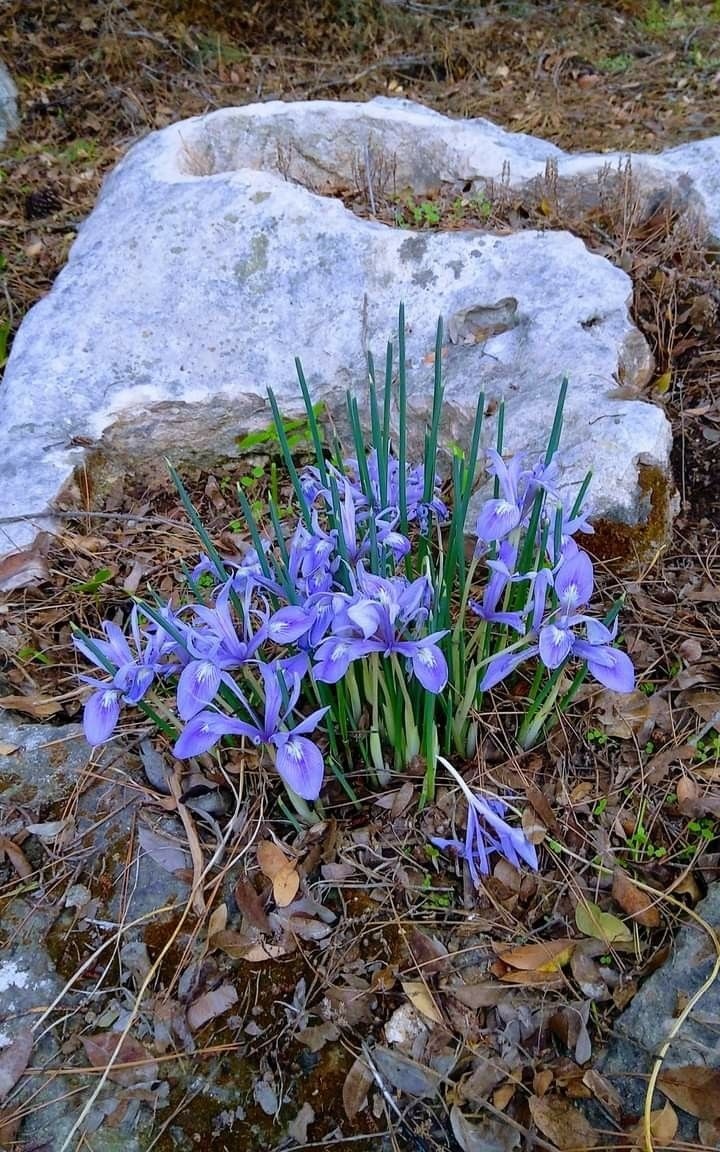 Иридодиктиум. Источник фото Pinterest