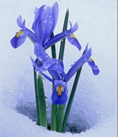 Иридодиктиум. Источник фото Pinterest