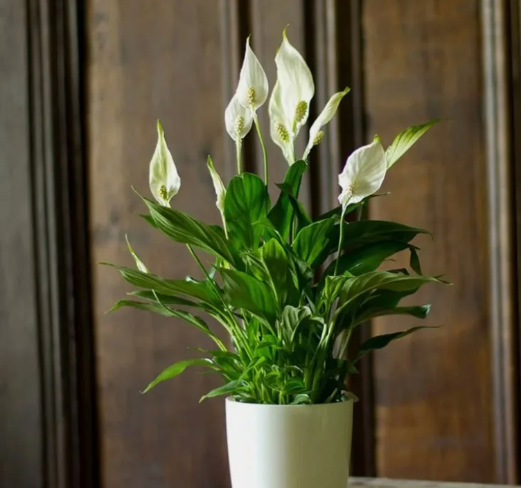 Спатифиллум