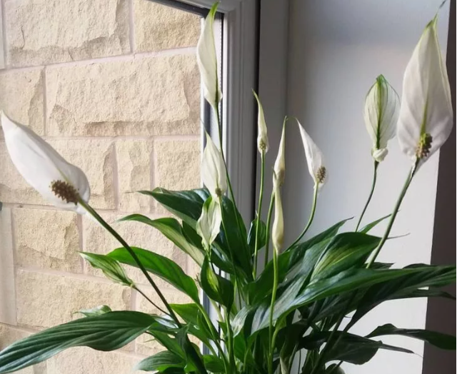 уход за спатифиллумом