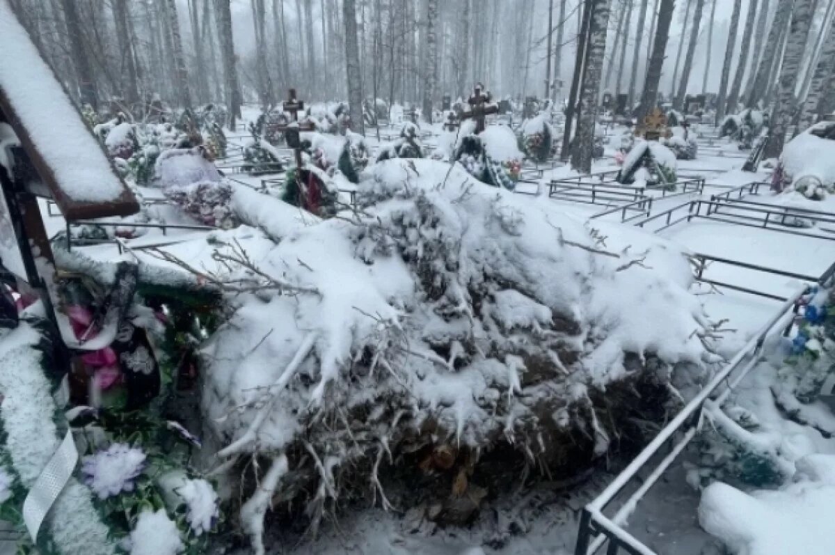    Женщина умерла после падения дерева во время урагана в Новосибирске