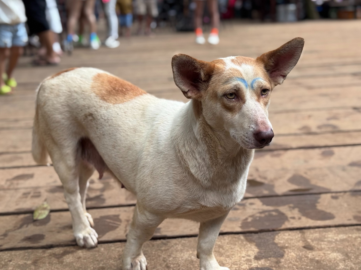 Подозрительная собака