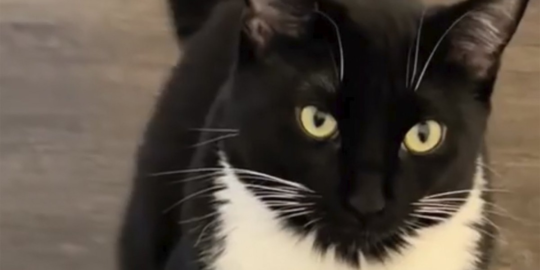 Загляденье: взрослый кот «надел смокинг»