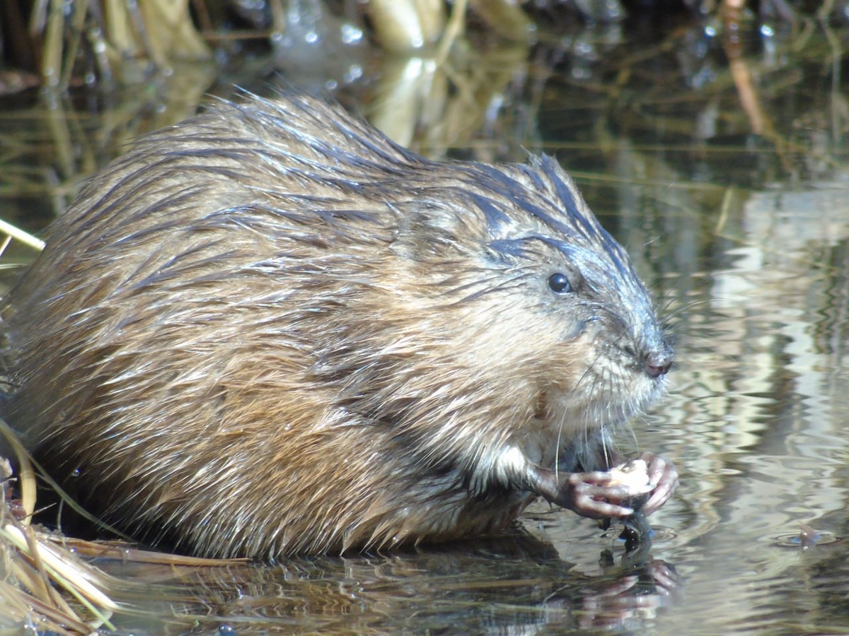     Умывающуюся ондатру сфотографировали на юге Красноярского края