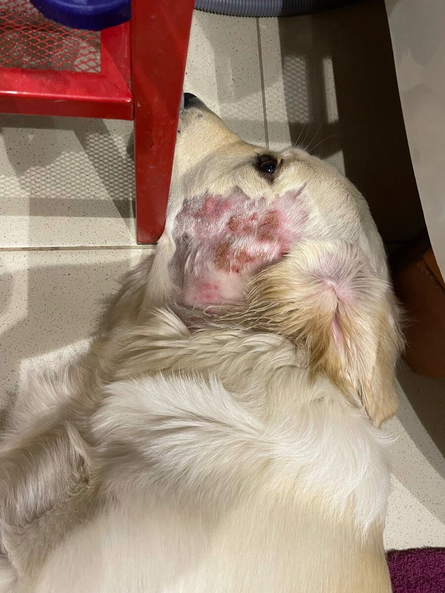 Хот спот после купания. После обработки.