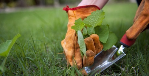 Как избавиться от сорняков?