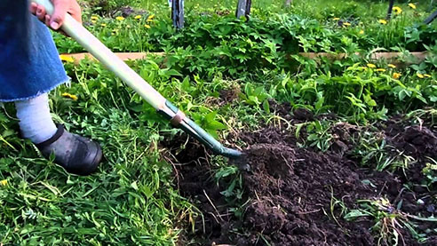 Как избавиться от сорняков?