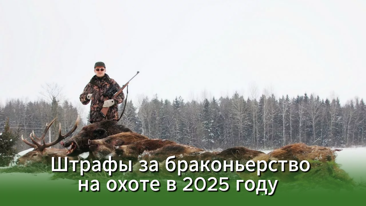 Штрафы за браконьерство на охоте в 2025 году. Обзор Николая Середы (Охот Рыболов Консалтинг) 