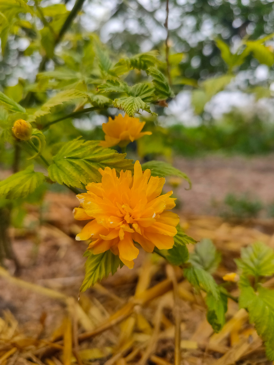 Керия. Пасхальная роза