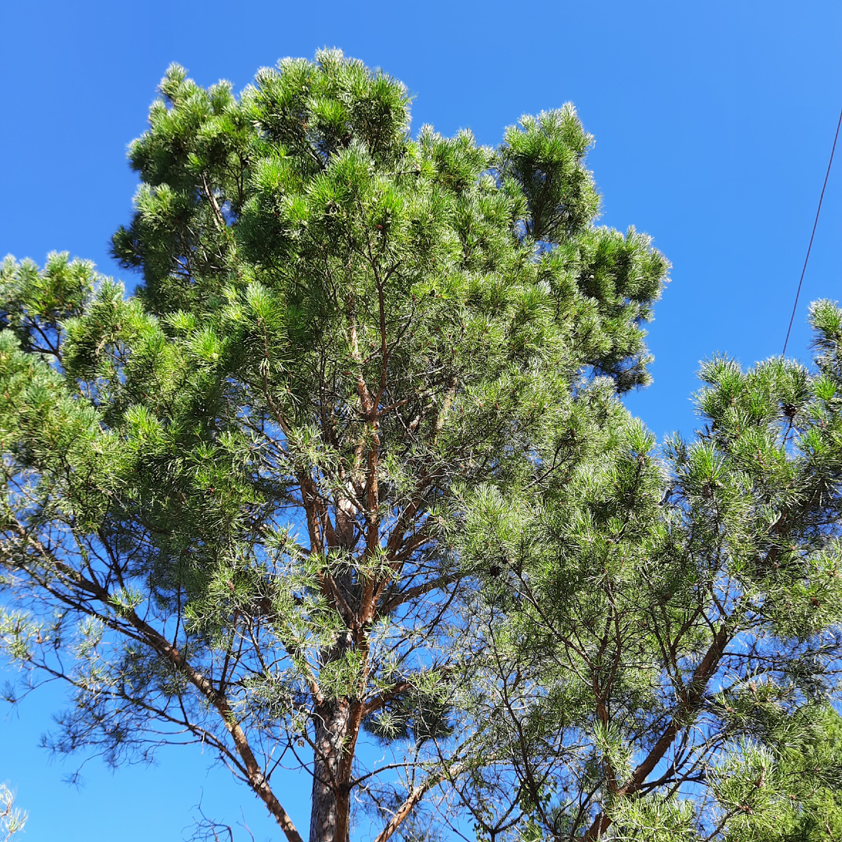 Моя любимая сосна  у беседки