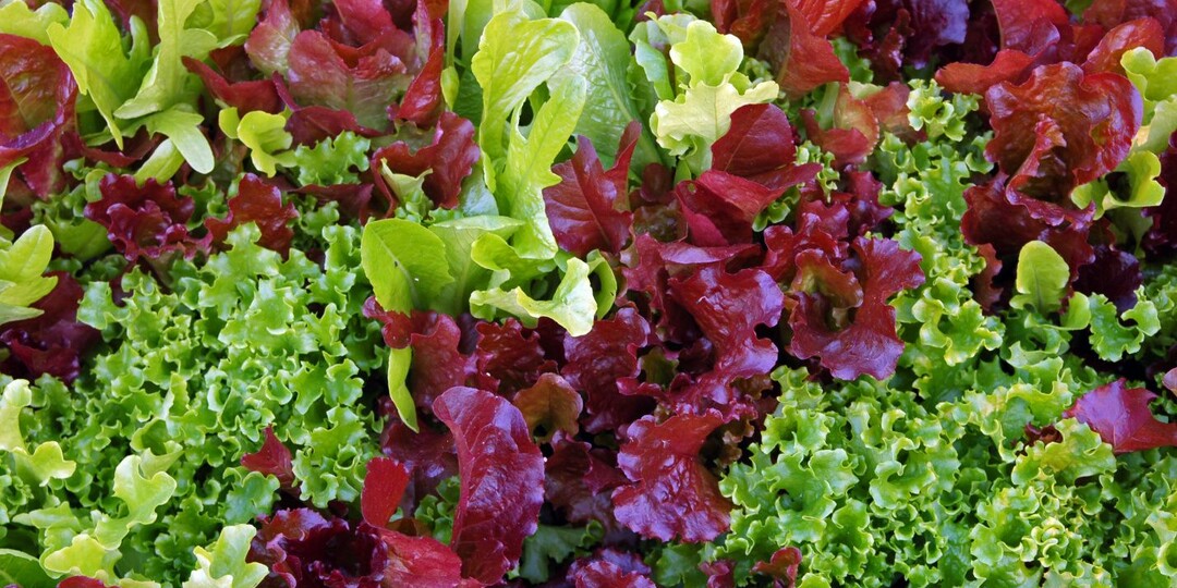 💖Что посадить в ноги к огурцам: идеальные соседи, которые нравятся