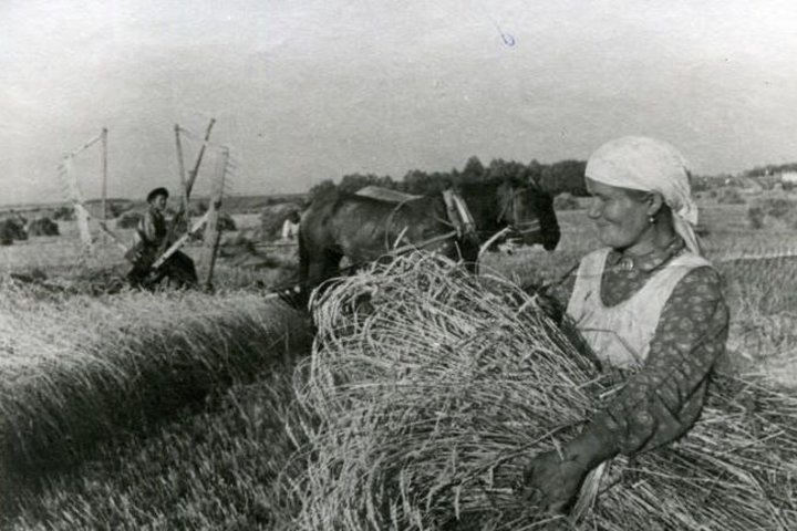 Уборка пшеницы в колхозе им. С.М. Кирова Атнинского района ТАССР, 1944 г. взято из сайта виртуального музея Великой Отечественной войны Республики Татарстан