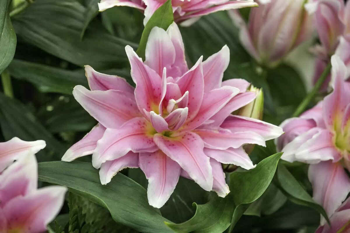 Лилия Roselily Anouska , фото интернет ресурса