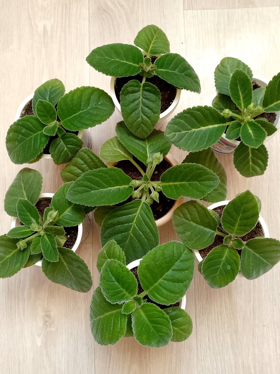 Рассада с бутонами