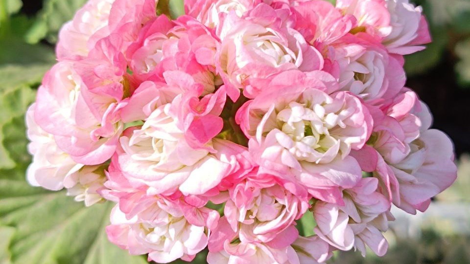 Розебудная пеларгония Sutarve Nada K