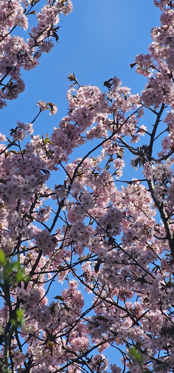 Японский сад в Ботаническом саду.  Фото Дмитрий Гусаков 