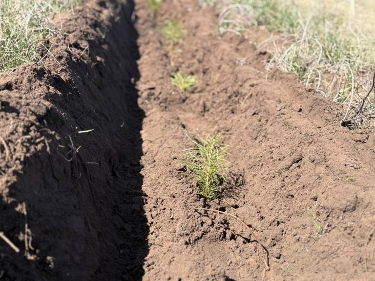    В Оренбургской области за год восстановят тысячу гектаров леса Оренбуржье