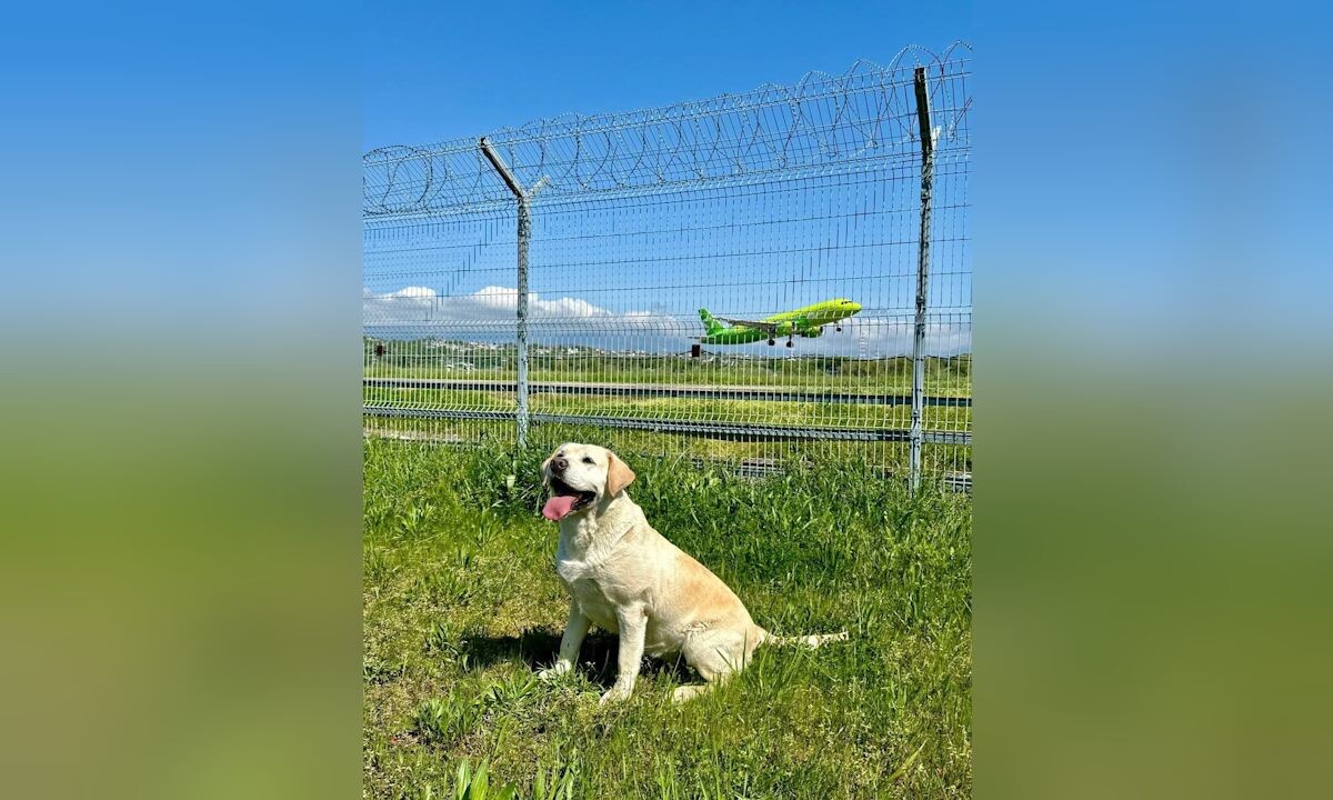    Фото t.me/aeroaer