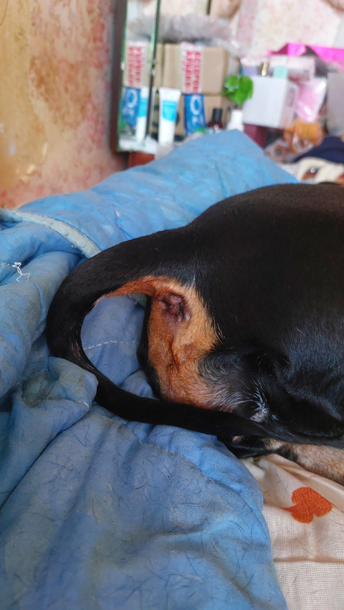 Пуля спит так)