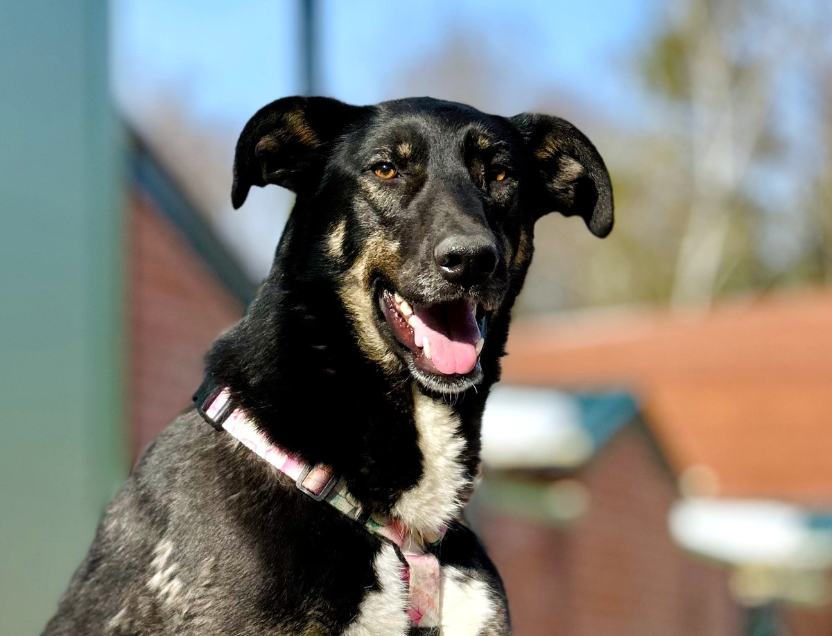 Аляска, приют в Москве, Пушистый друг (бывший Кожухово)