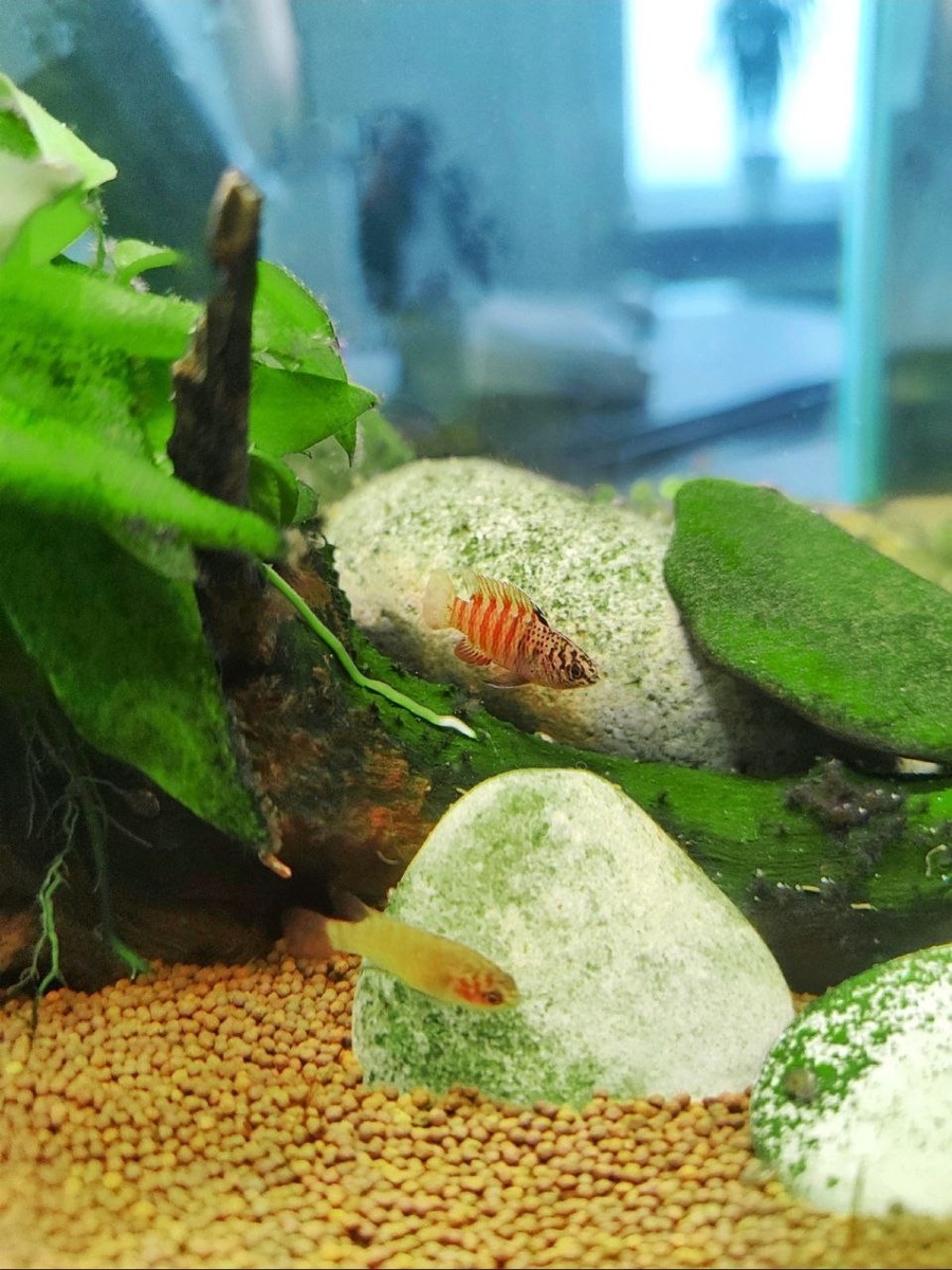 Шпендики дарио черный тигр, 5 штук