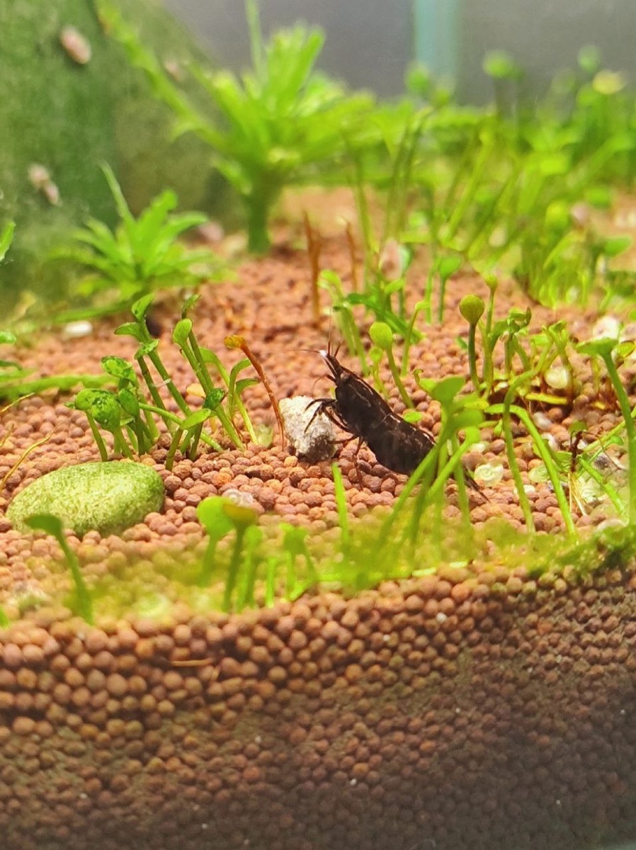 Креветка кушает, никого не слушает