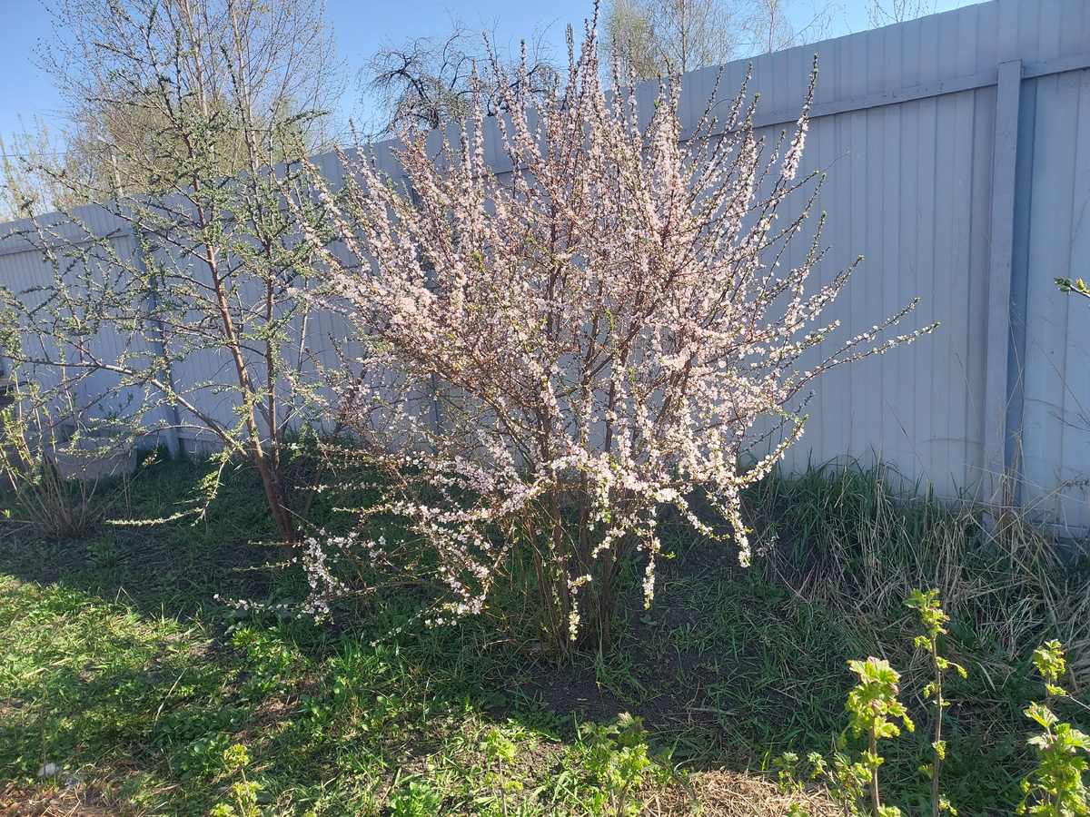 Апрель ...Цветение вишни войлочной..