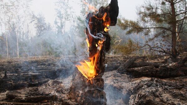    © Sputnik / Виталий Белоусов