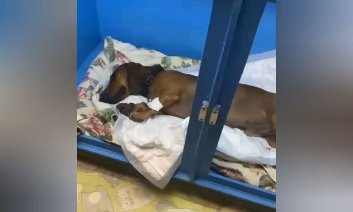    Фото t.me/shanhai_krasnodar