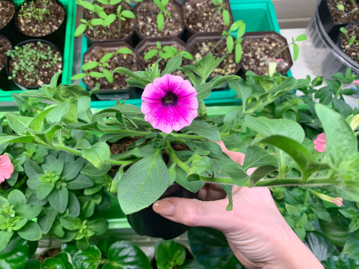 Сиреневая звезда