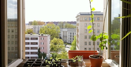 Оптимальная температура для рассады томатов, перца, баклажанов.