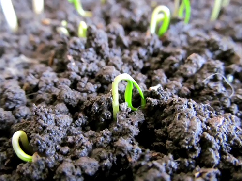 Оптимальная температура для рассады томатов, перца, баклажанов.