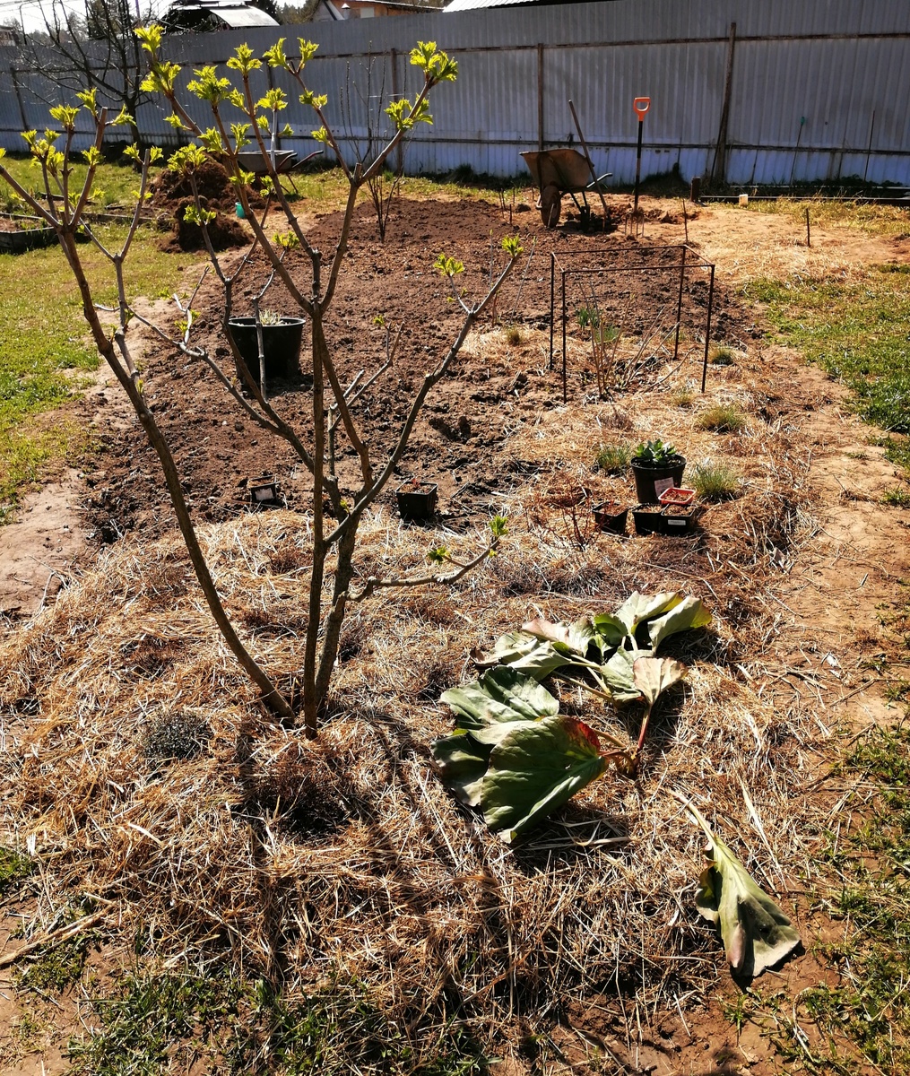 Ещё бордюрную ленту надо вкопать, чтобы красота была и польза (как я вкапывала бордюрную ленту у другого цветника – ссылка в конце статьи). 