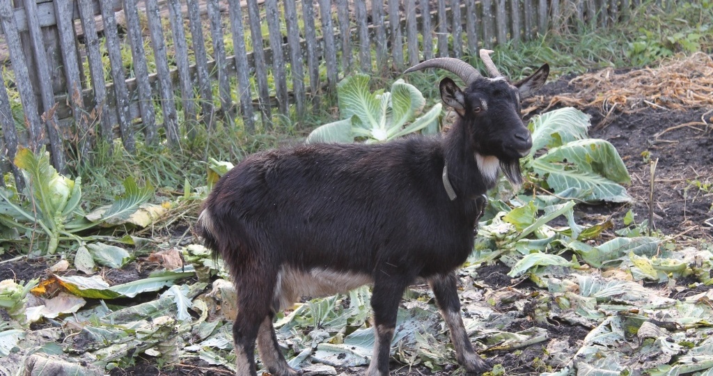 Козье молоко: свойства, польза, отличия от других видов